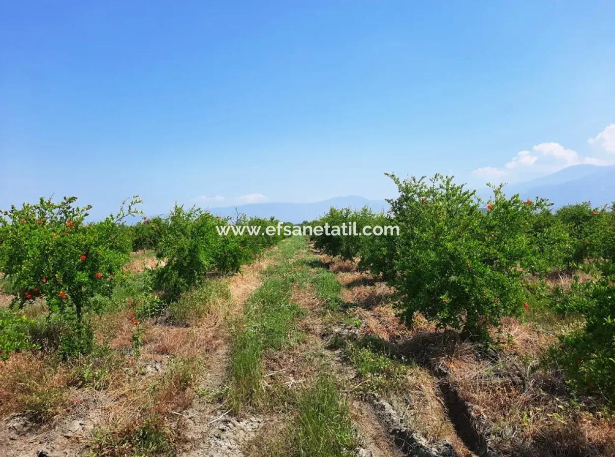 Muğla Ortaca Tepearası For Sale Kelepir Detached 22 250 Land