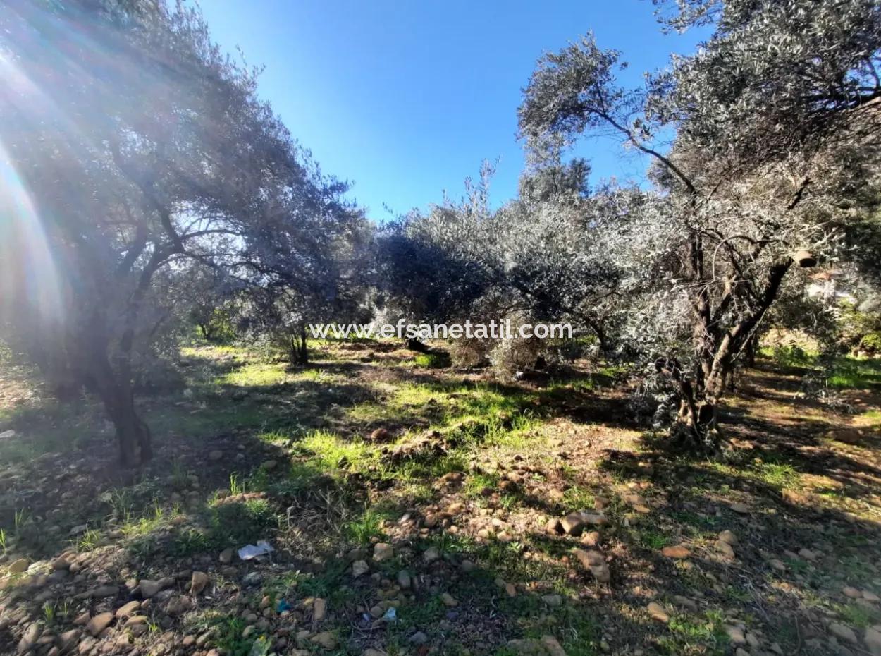 Köyceğiz Toparlarda 4 200 M2 Land Single Storey Detached House For Sale