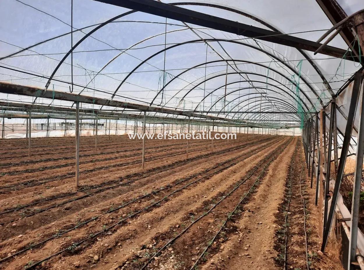 3100 M2 Zoned Land And Greenhouse In Muğla Ortaca Ekşiliyurt For Sale