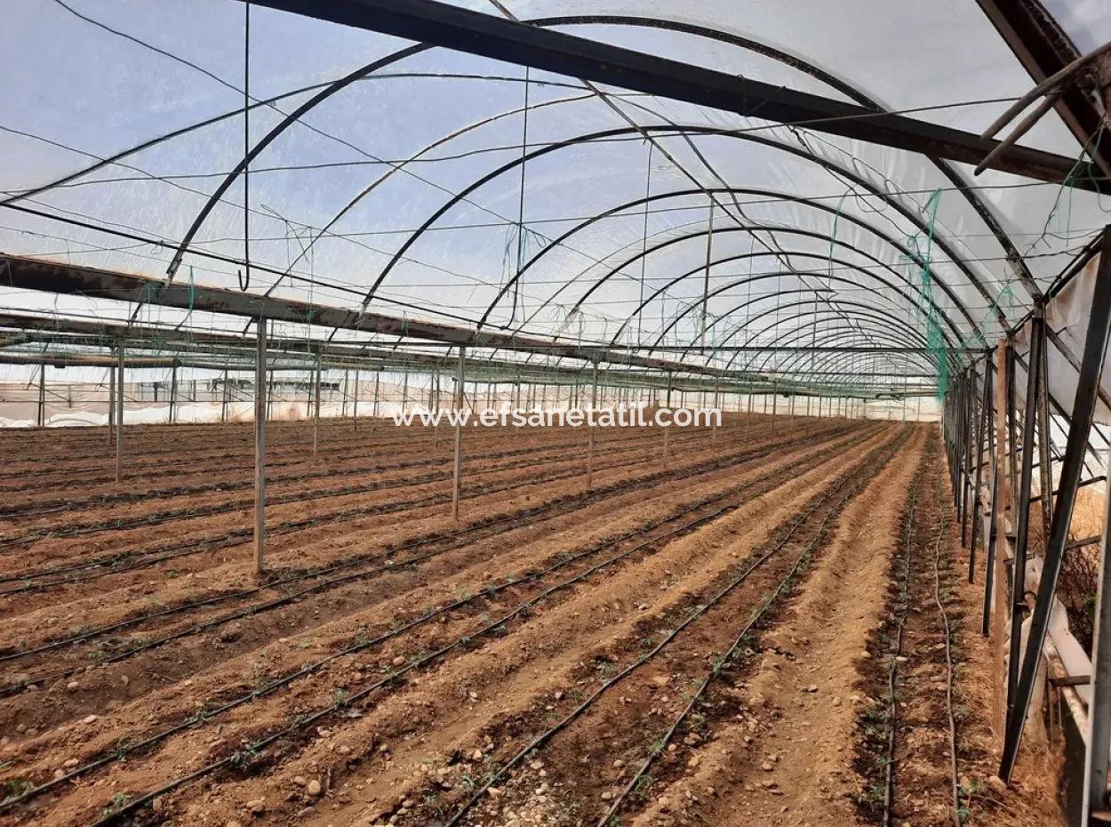 3100 M2 Zoned Land And Greenhouse In Muğla Ortaca Ekşiliyurt For Sale