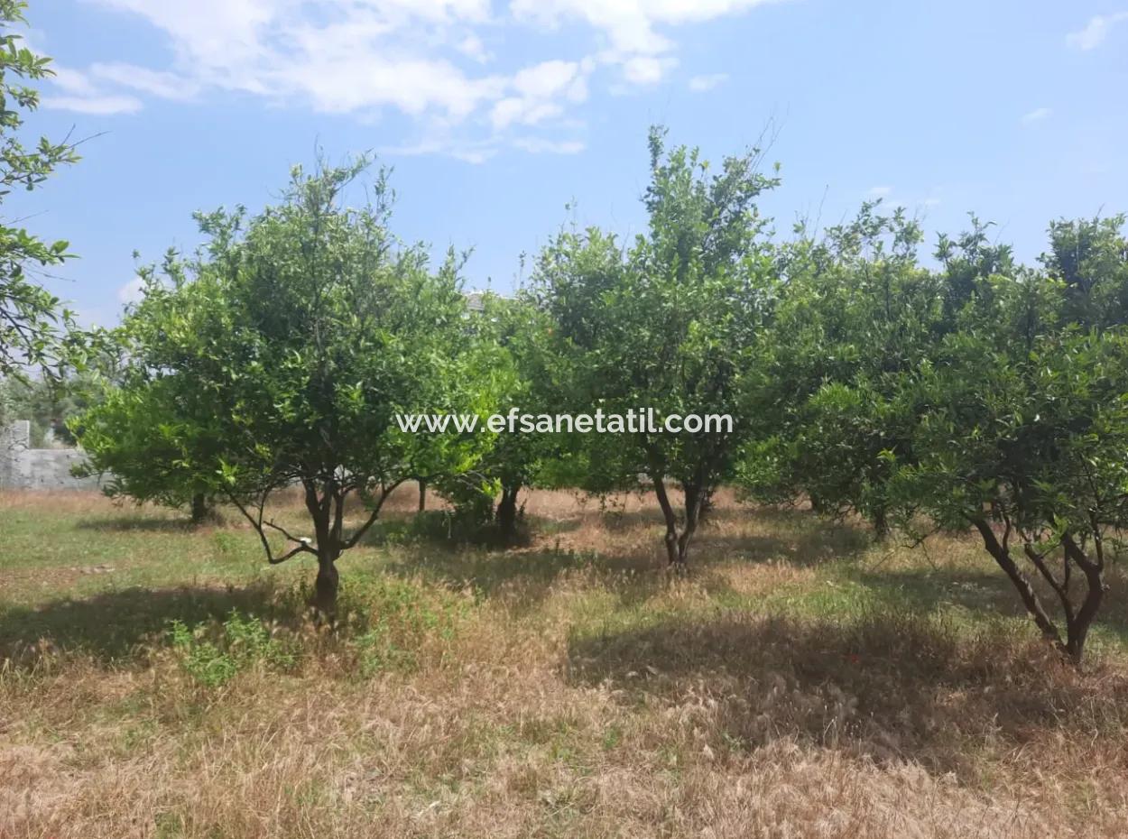 Köyceğiz Toparlar Lake View 2 100 M2 Zoned Land And 2 Houses For Sale