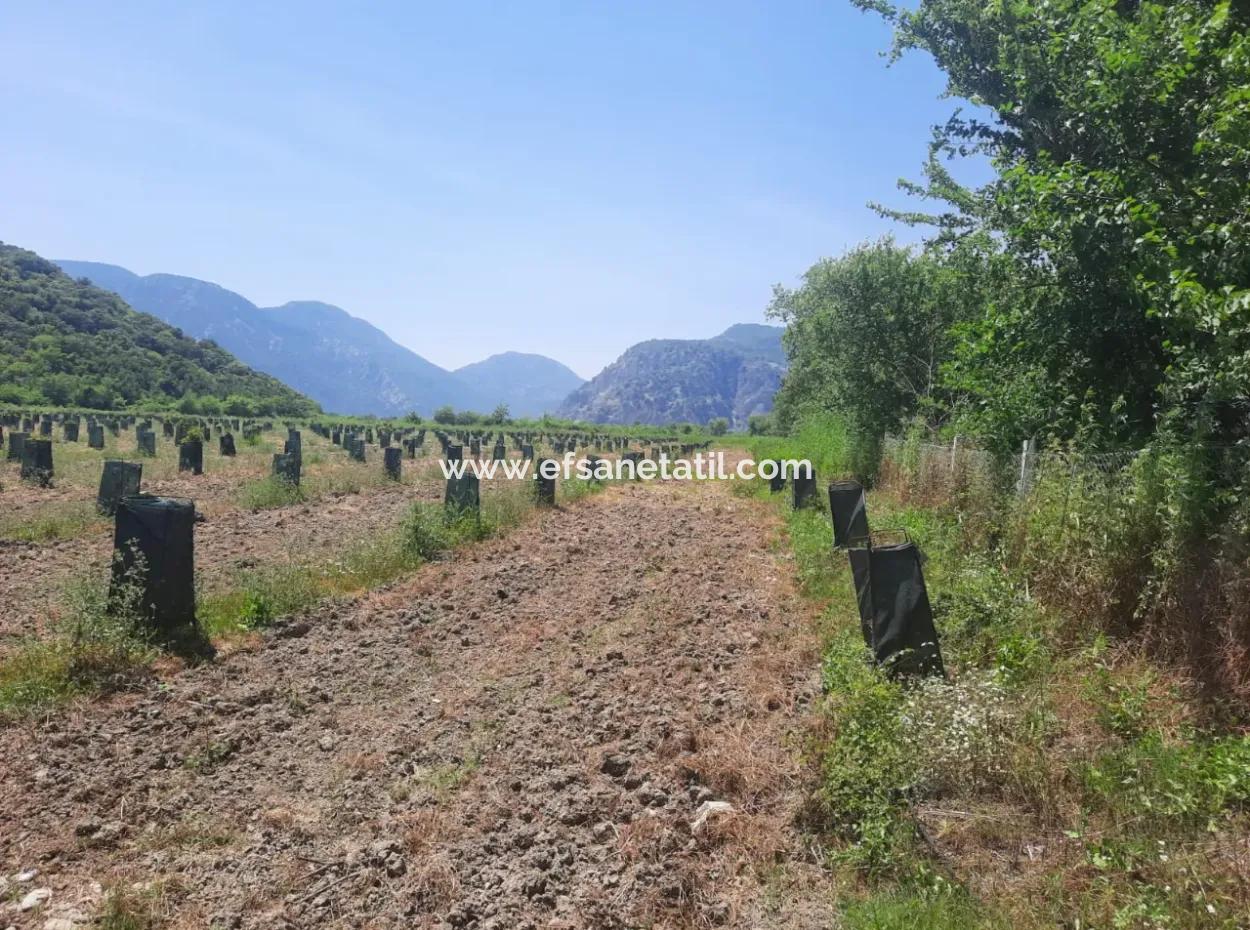 40.000 M2 Avocado Garden For Sale In Muğla Güzelyurt