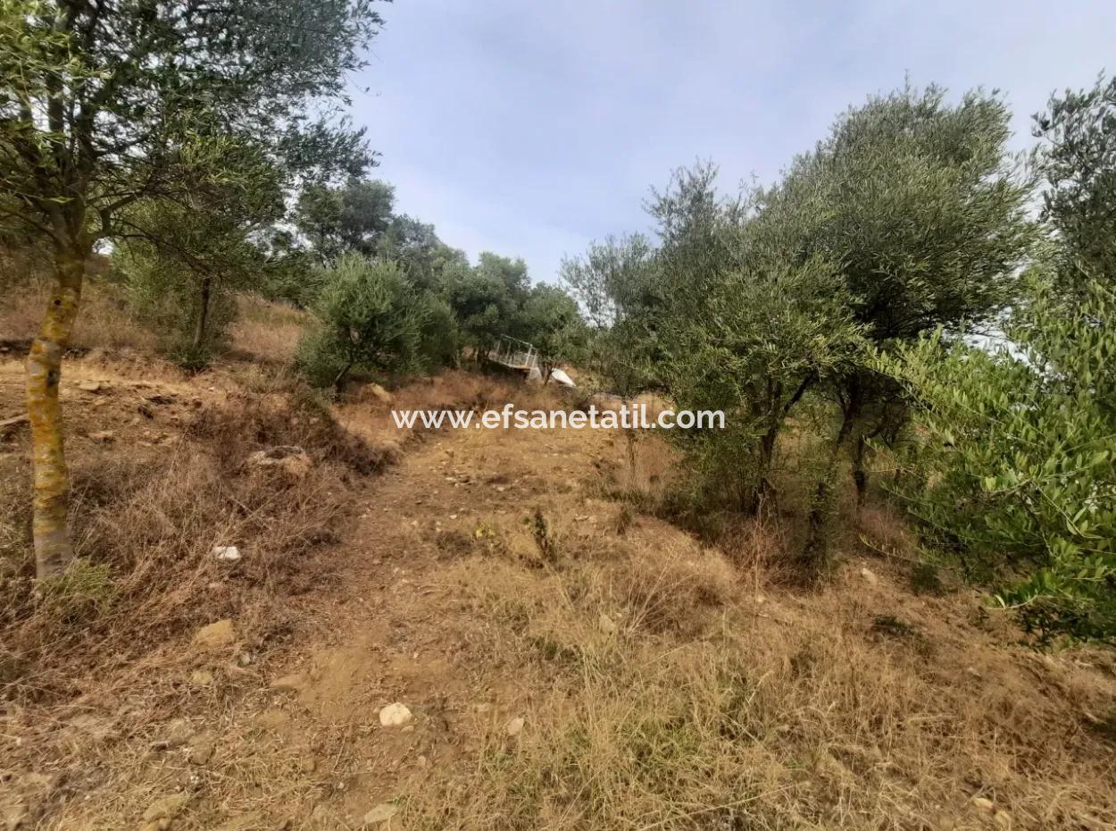 2 500 M2 Treasury Land In Eskiköy Possession Right Will Be Transferred Or Vehicle Exchanged