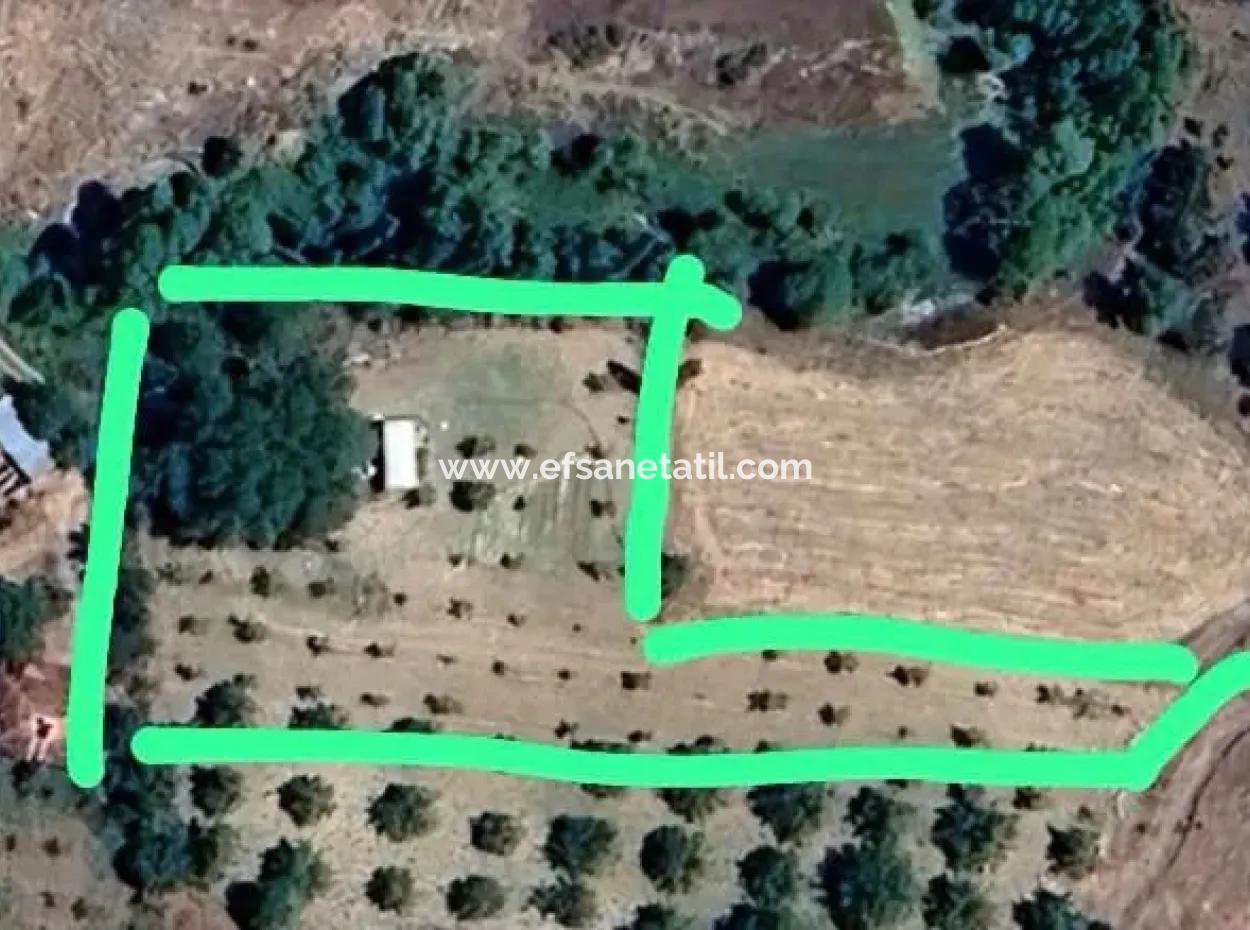 3500 M2 Zoned Walnut Orchard For Sale In Denizli Çameli Cevizli