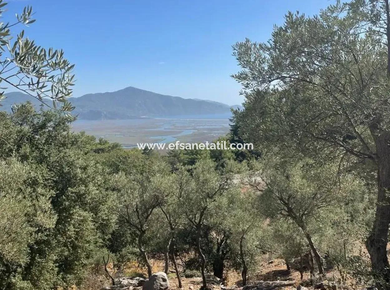 5000 M2 2B Field For Sale