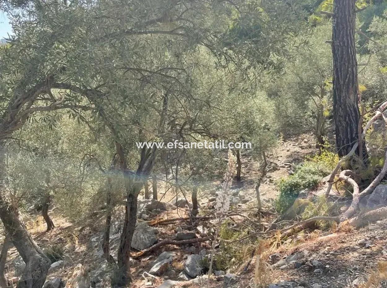 5000 M2 2B Field For Sale