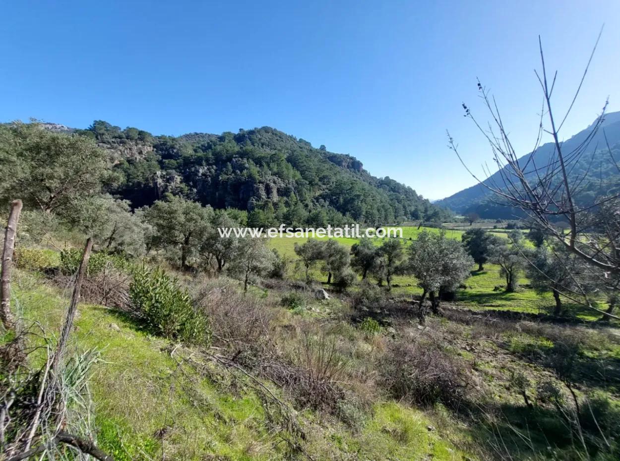Muğla Dalyan Gökbelde 13 200 M2 Detached Title Deed Olive Grove For Sale
