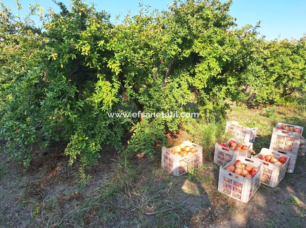 Pomegranate Field With 9831 M2 Share In Ortaca Mergenlide For Sale