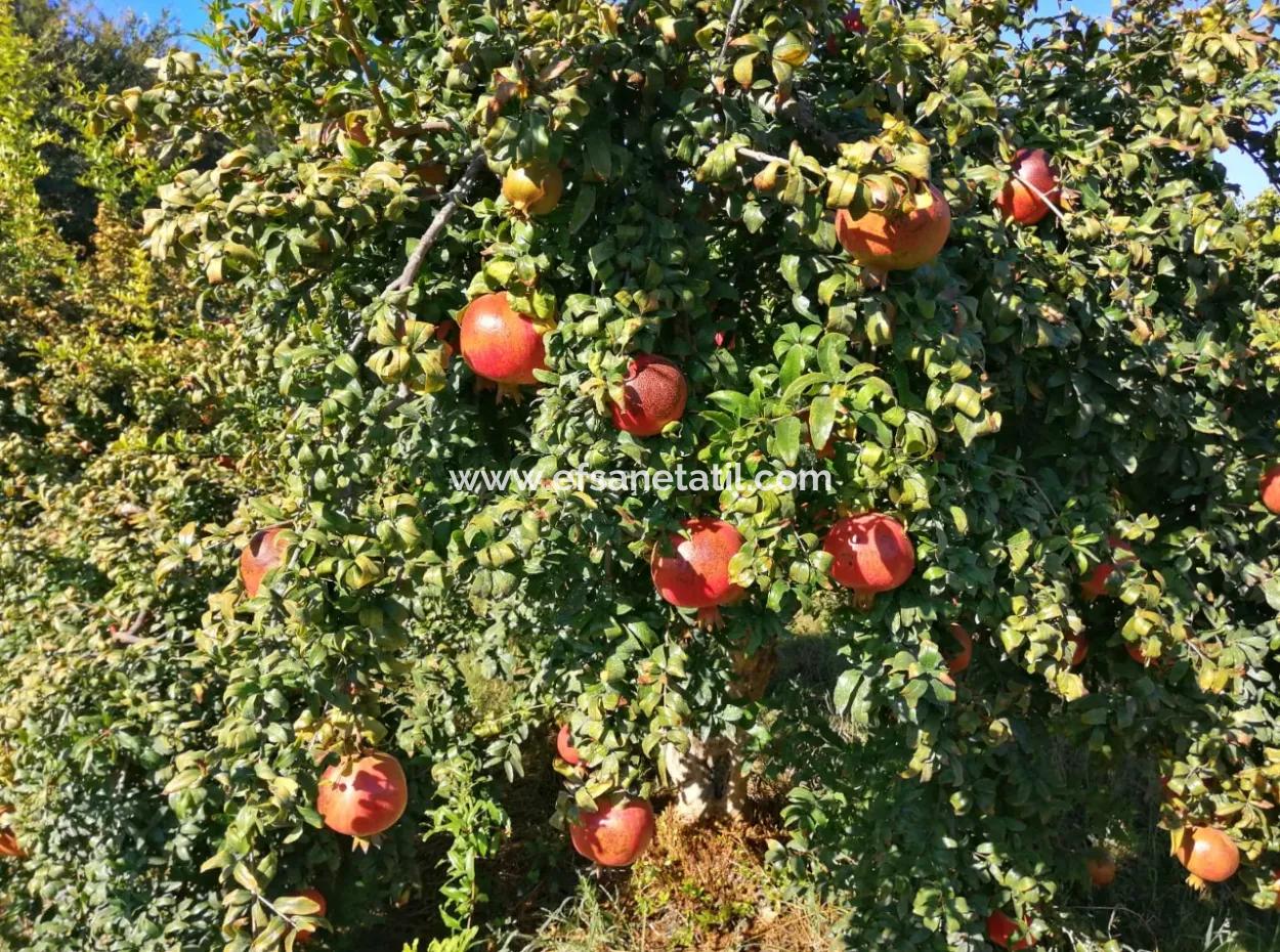 Pomegranate Field With 9831 M2 Share In Ortaca Mergenlide For Sale
