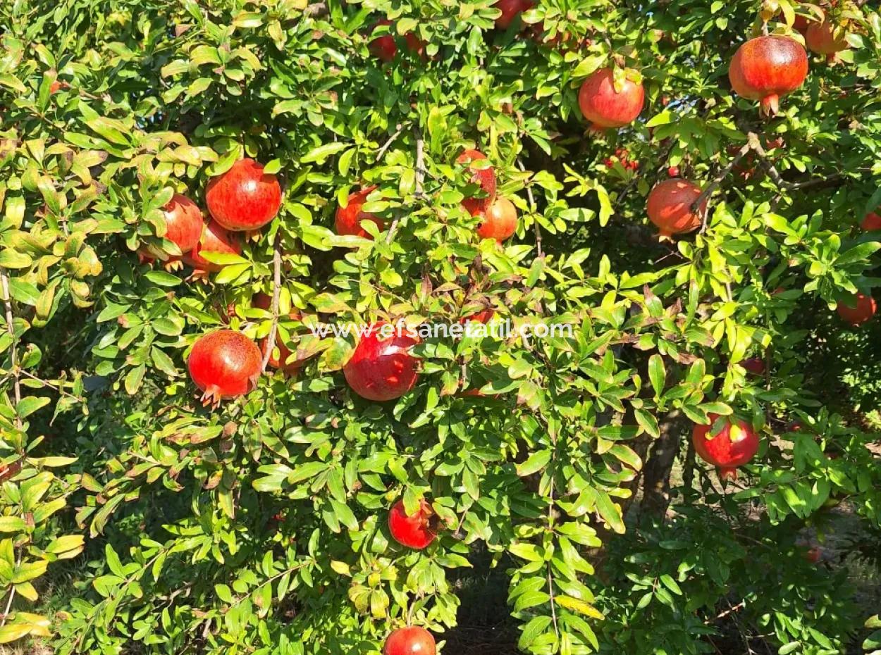 Pomegranate Field With 9831 M2 Share In Ortaca Mergenlide For Sale