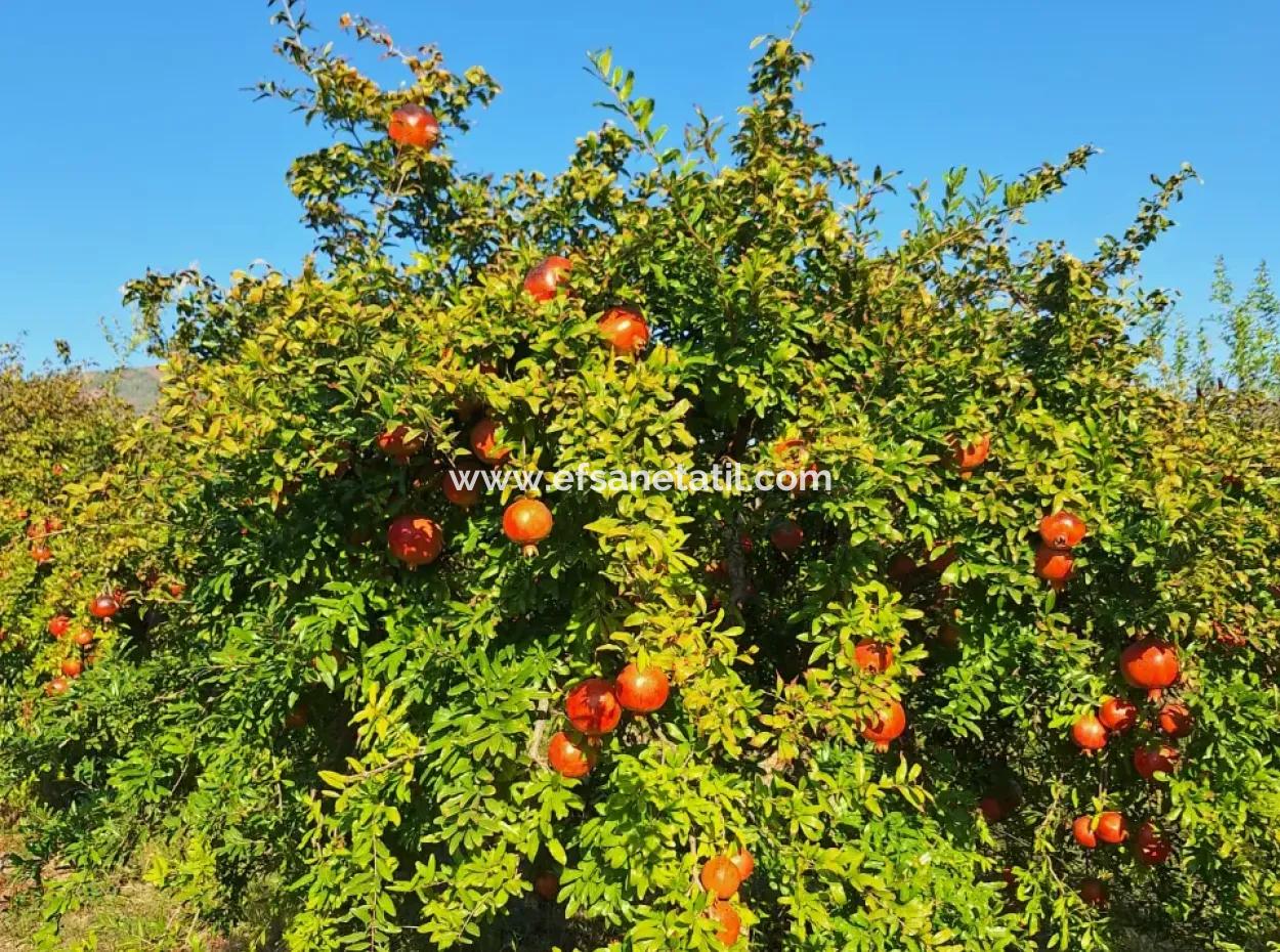 Pomegranate Field With 9831 M2 Share In Ortaca Mergenlide For Sale