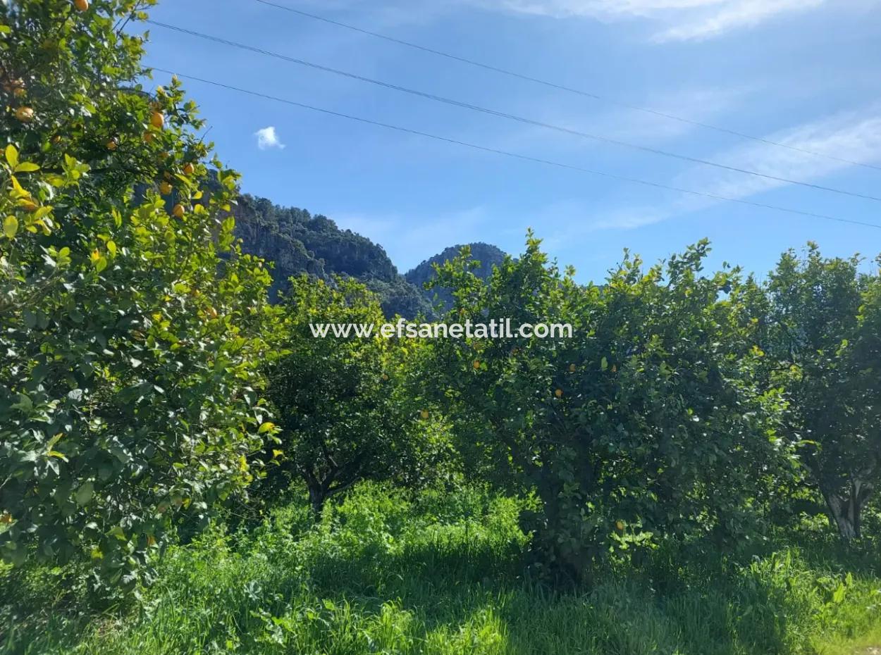 2 300 M2 Land Suitable For Investment In Ortaca Okçular Marmarlı For Sale