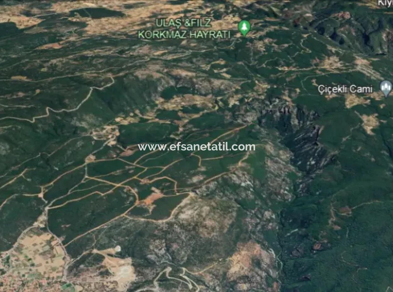 25 Acres Of Land In The Forest In Muğla Ula Armutçuk For Sale        