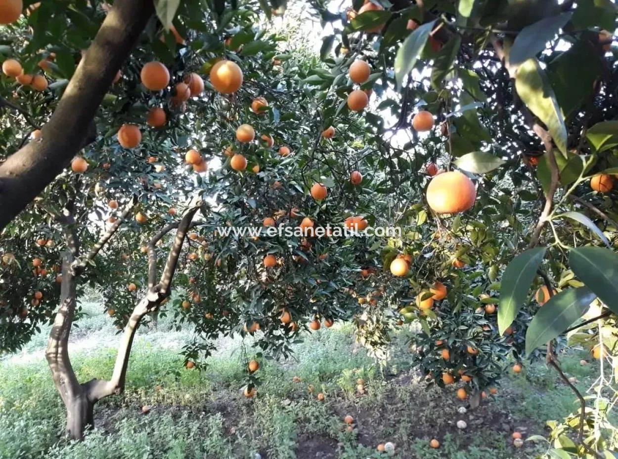 Bargain Village House In The Village Of Koycegiz For Sale