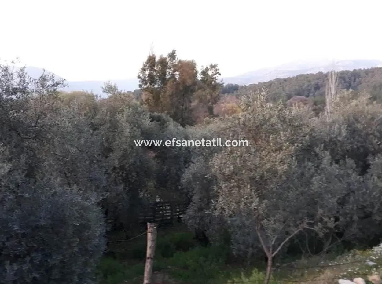 Garden For Sale In Köyceğiz Village