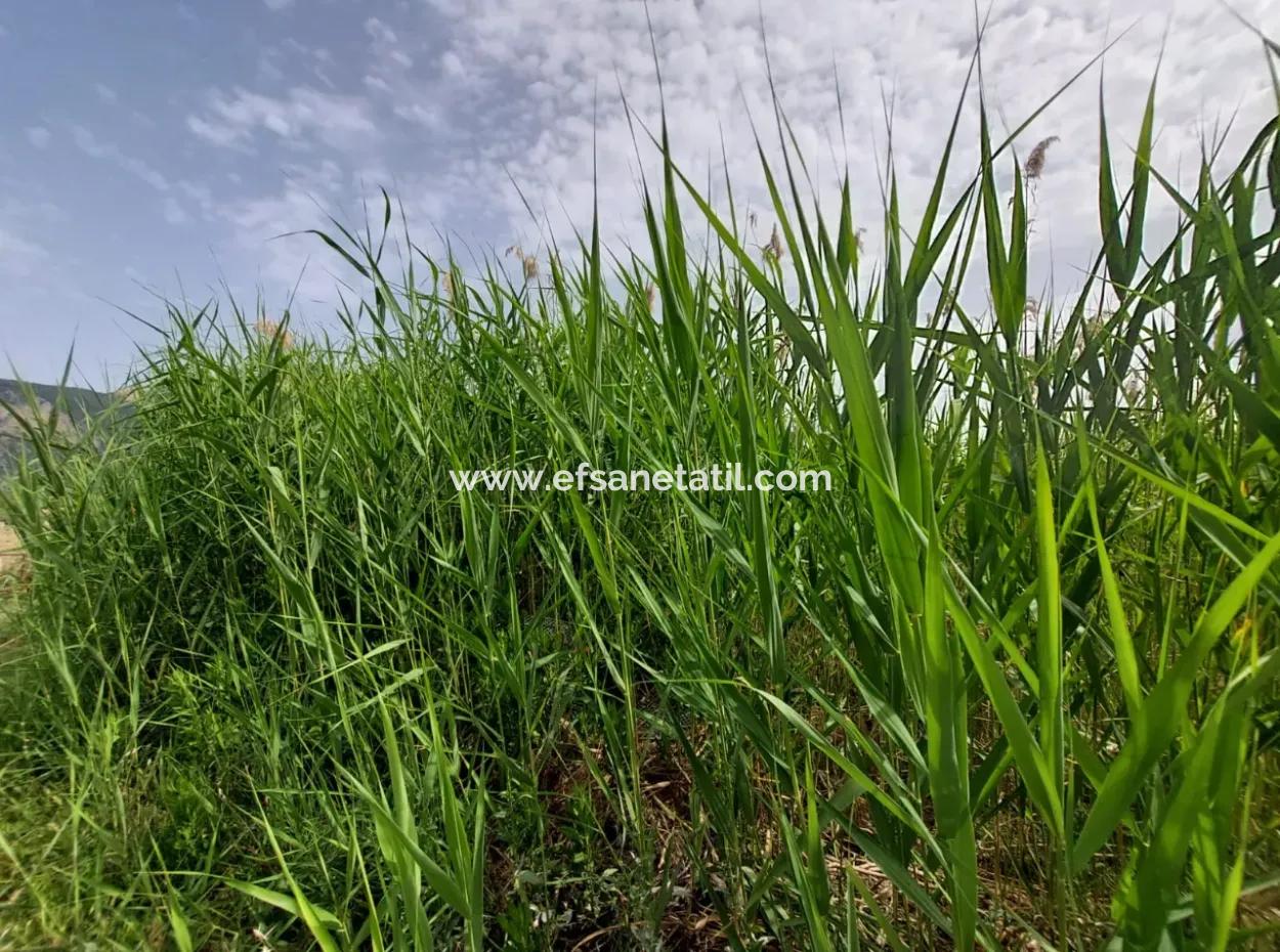 1.500 M2 Detached Field For Sale In Dalyan