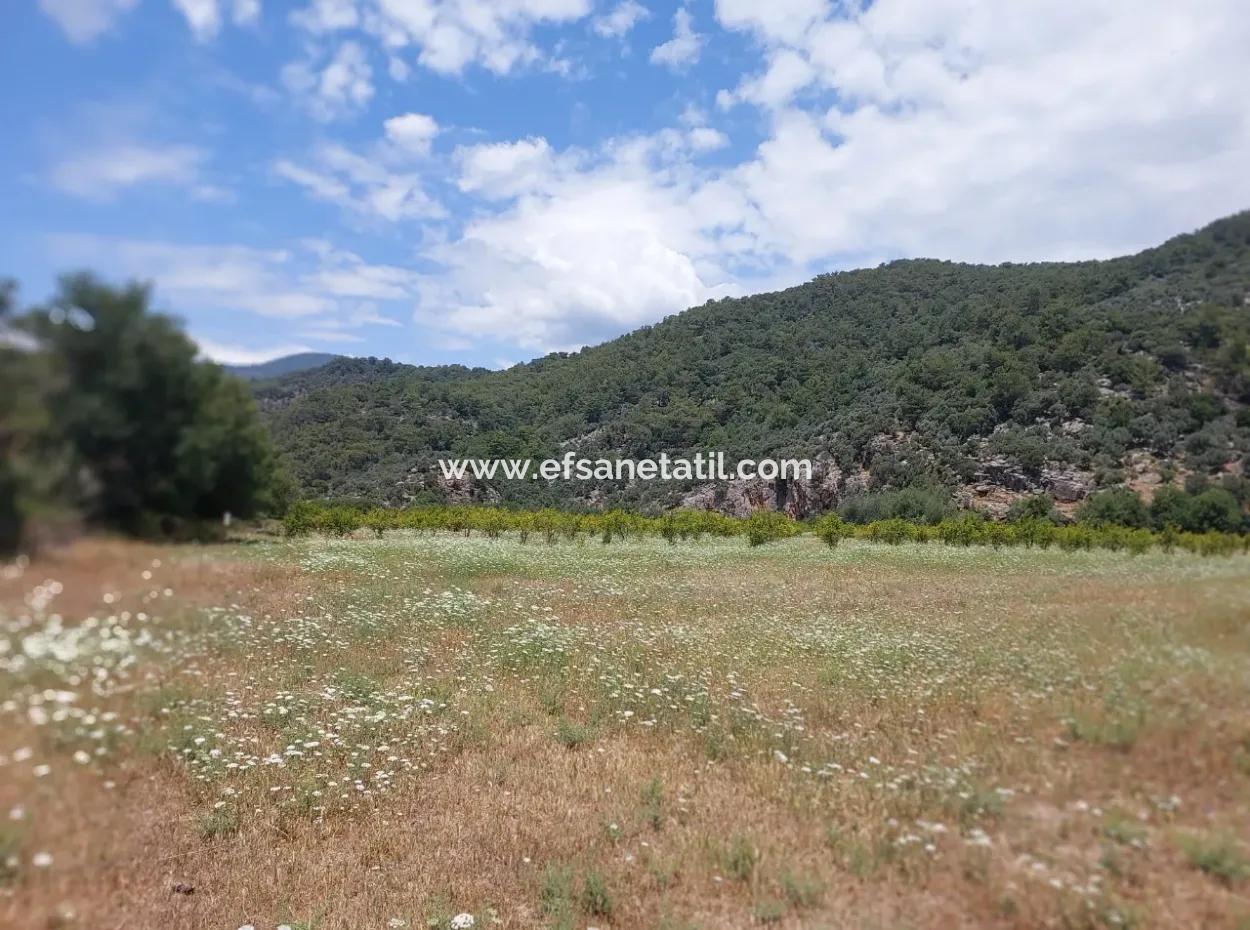 Köyceğiz Çandırda Detached Title Deed 33.800 M2 Field For Sale