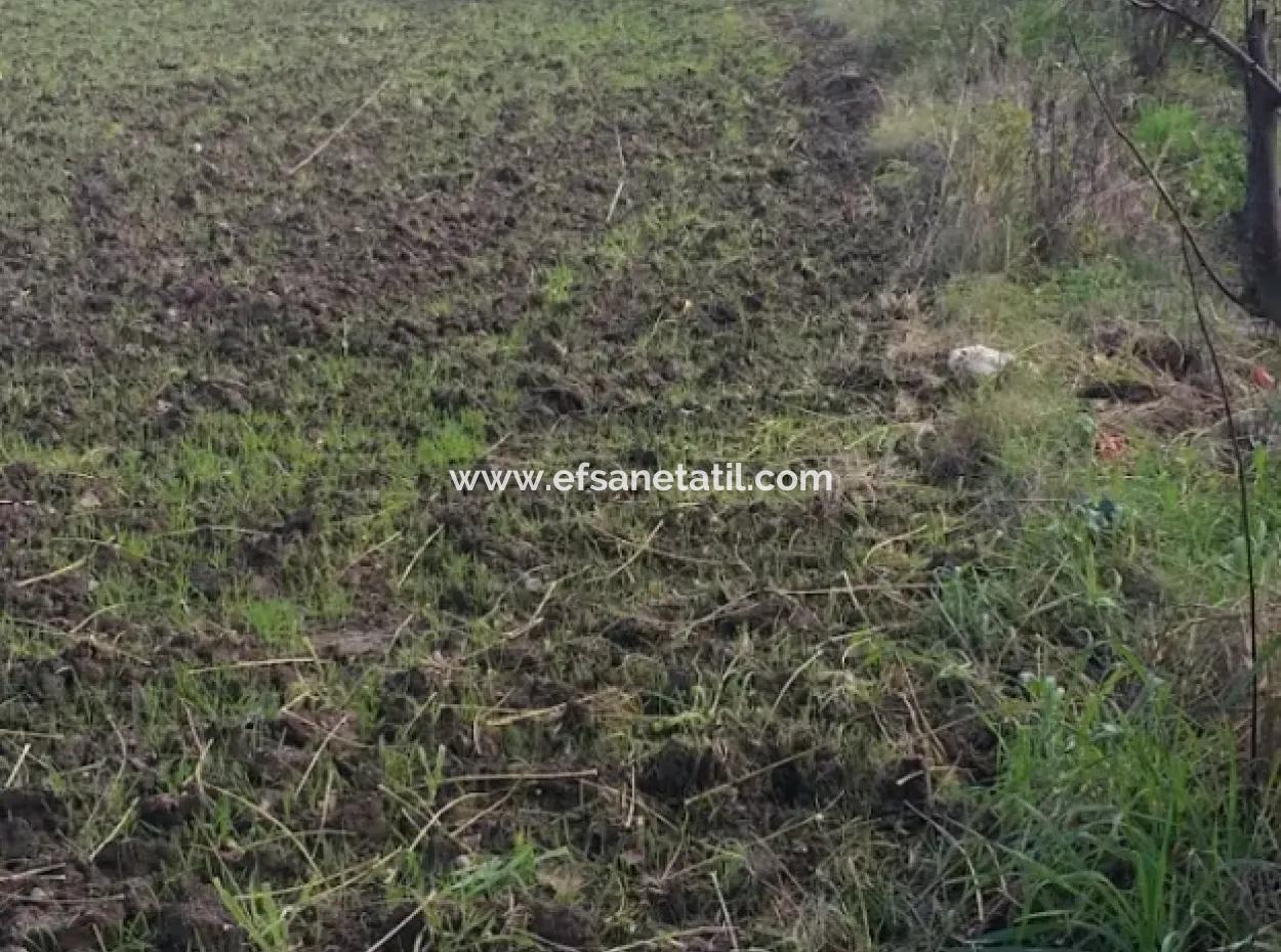 11 450 M2 Field For Sale In Muğla Köyceğiz Köyceğiz Neighborhood