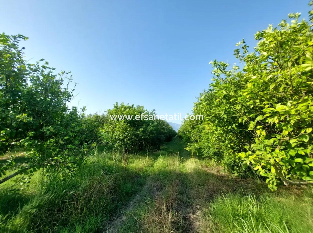 23.000 M² Pomegranate And Lemon Orchard In Muğla Ortaca Tepearası For Sale – Suitable For Agricultural Loan