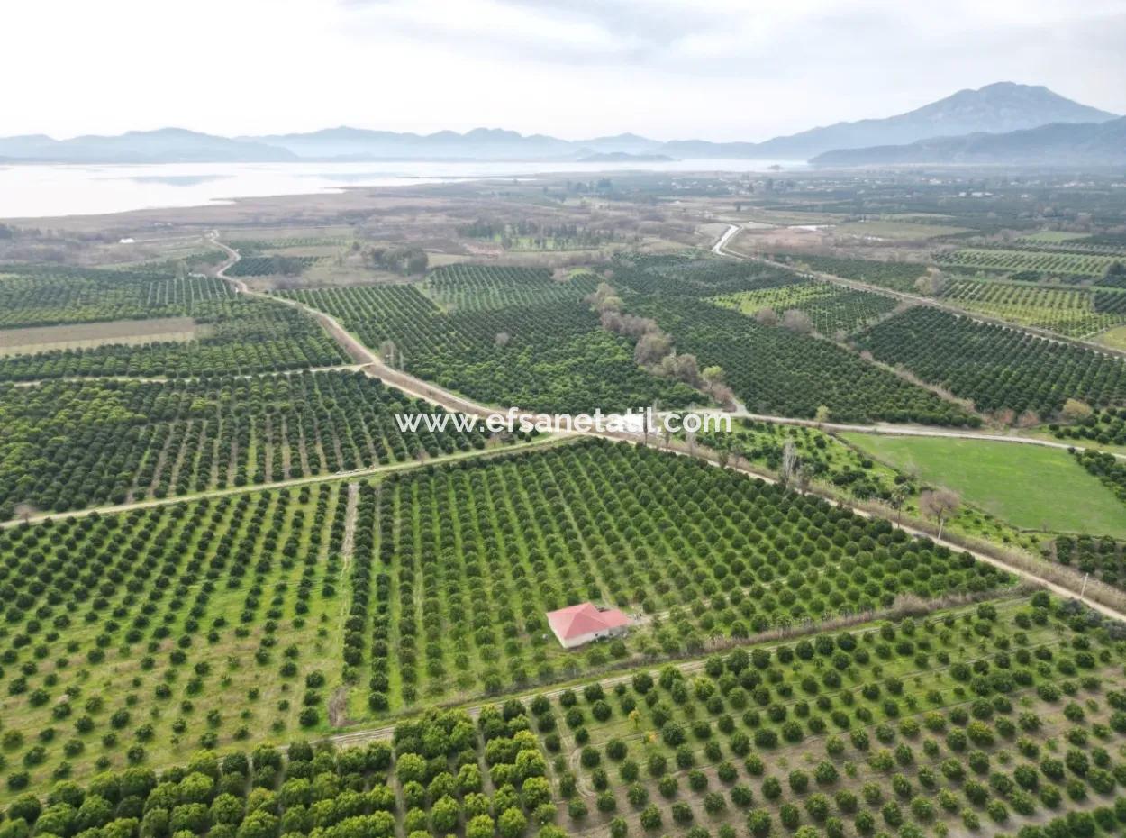 3 1 Village House For Sale In 17.000 M2 Orange Garden In Köyceğiz Toparlar