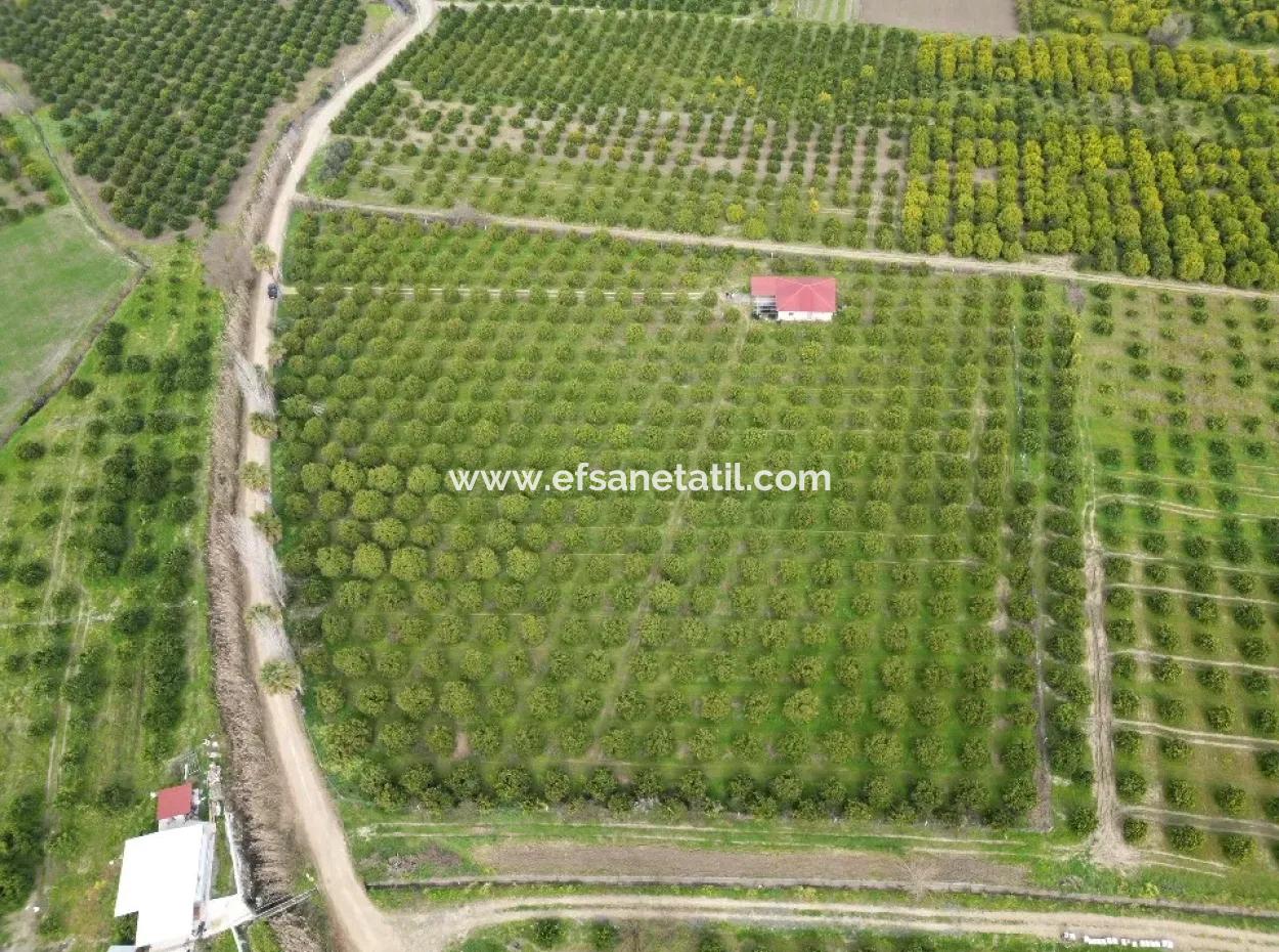 3 1 Village House For Sale In 17.000 M2 Orange Garden In Köyceğiz Toparlar