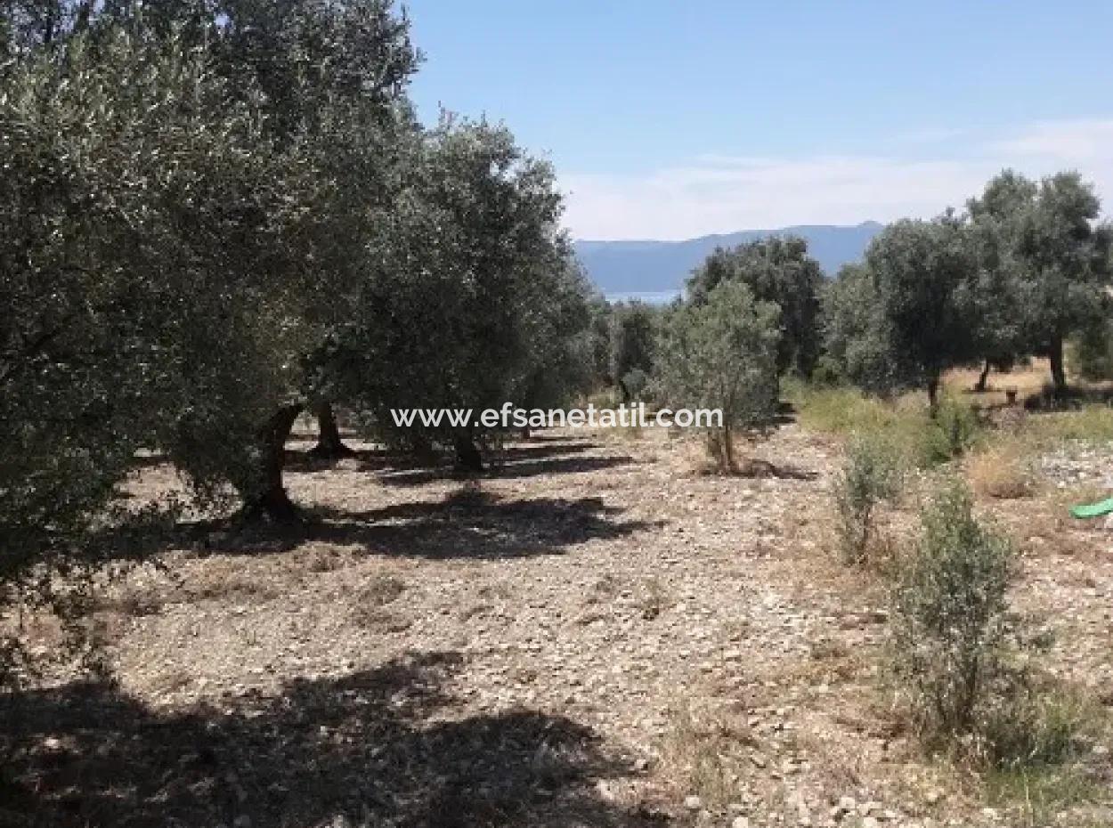 Village House With Lake View And Olive Grove Land For Sale In Köyceğiz Çandır, Muğla