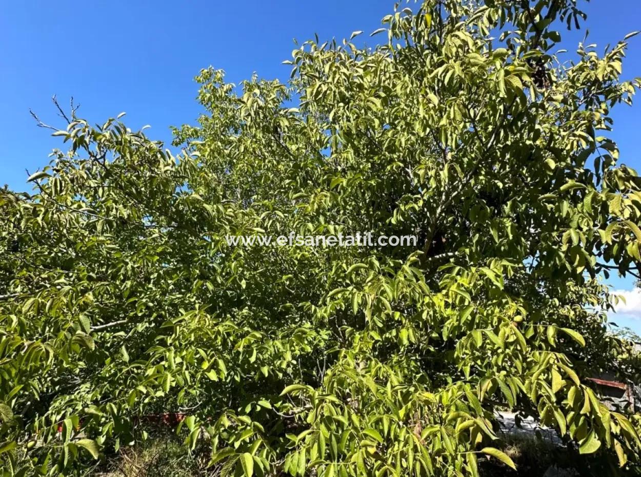 1129 M2 Zoned Land For Sale In Ortaca Dalaklı