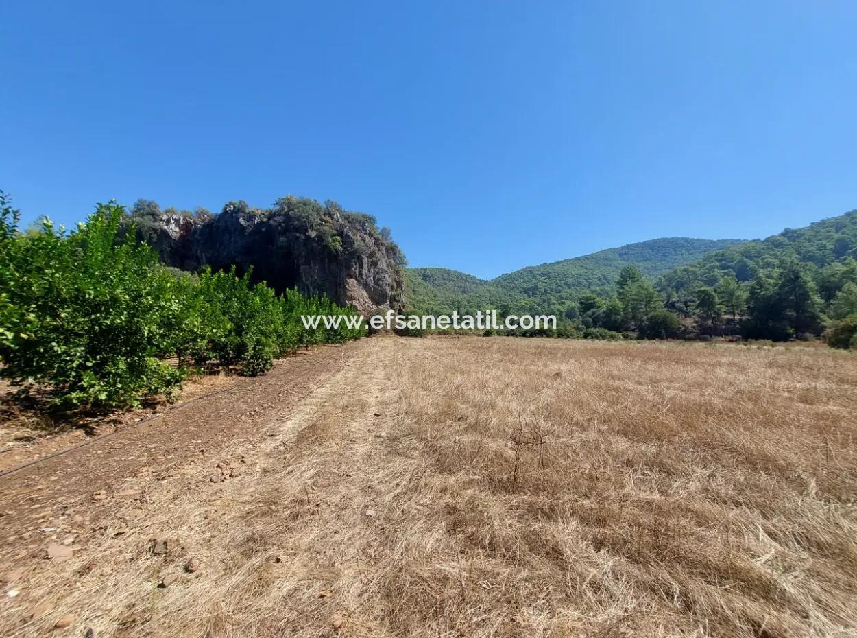 4.427 M2 Fertile Land With Mountain And Nature View In Ortaca Okçular For Sale
