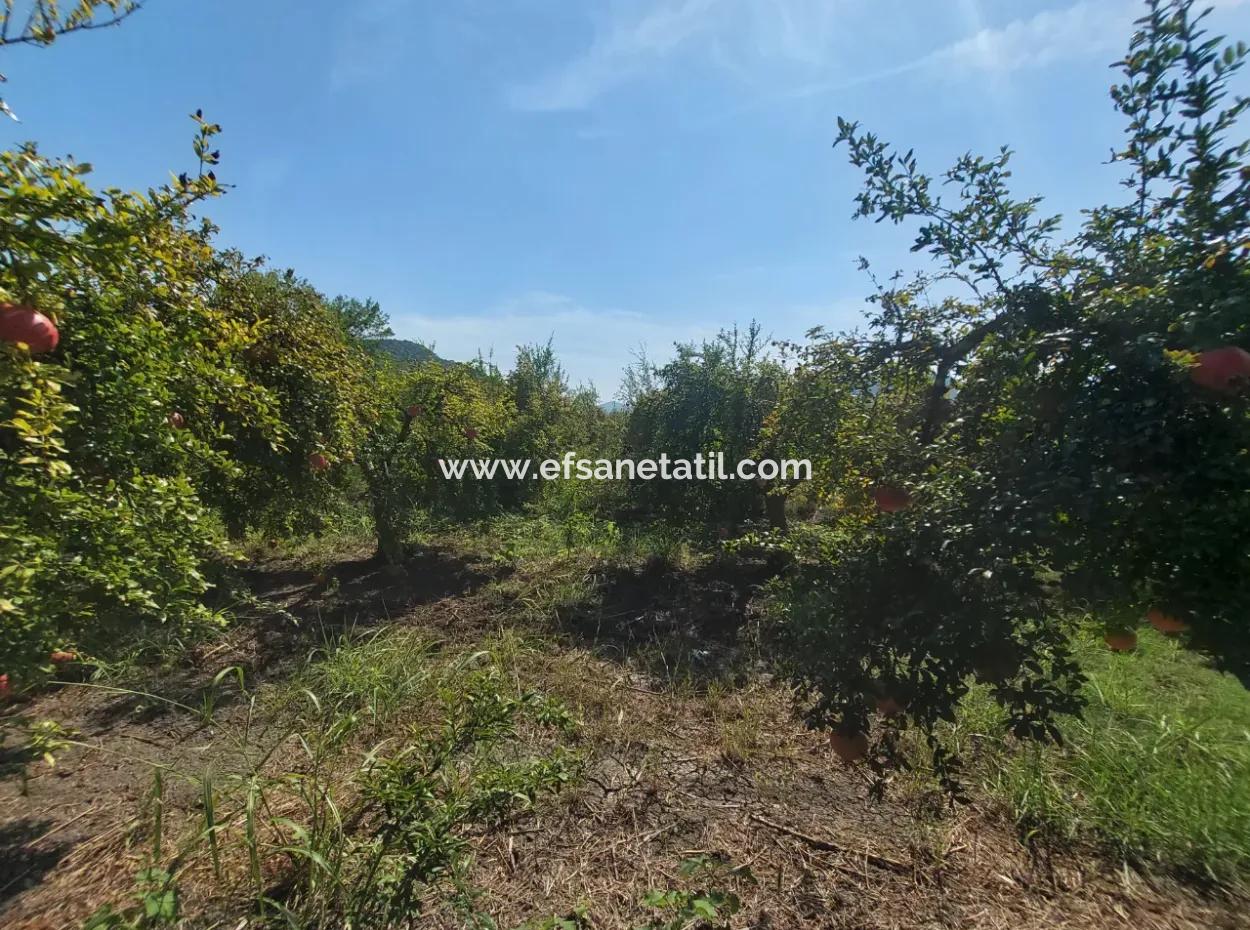 Muğla Dalyanda 5700 M2 Well-Kept Bargain Pomegranate Garden For Sale