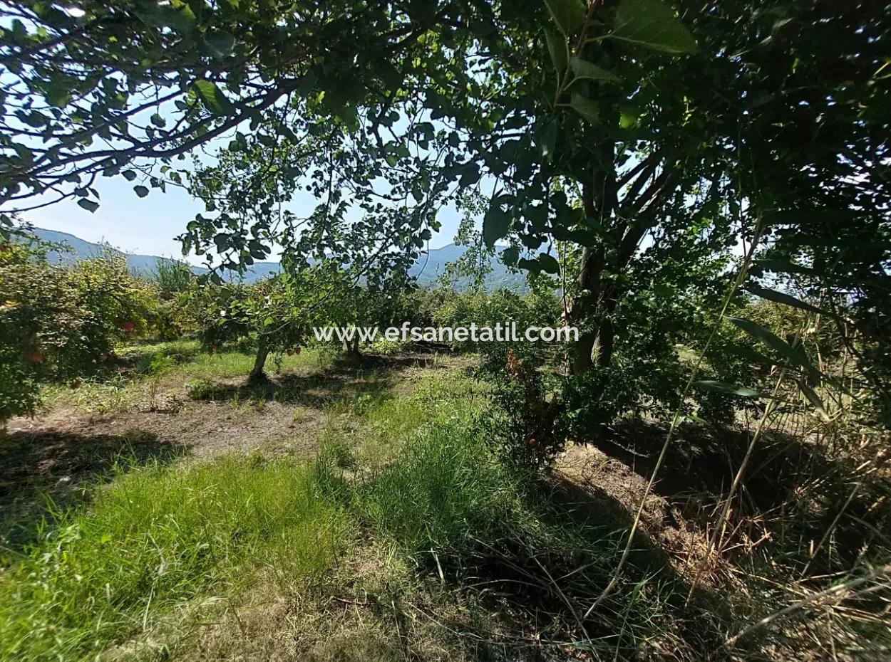 Muğla Dalyanda 5700 M2 Well-Kept Bargain Pomegranate Garden For Sale