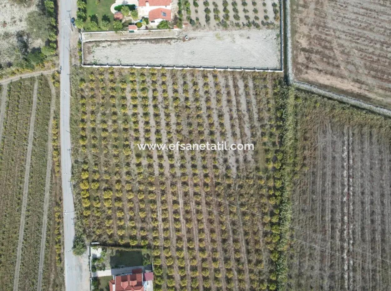 Muğla Dalyanda Canal 2Nd Parcel Detached 5.000 M2, 250 M2 Land With Construction Right For Sale