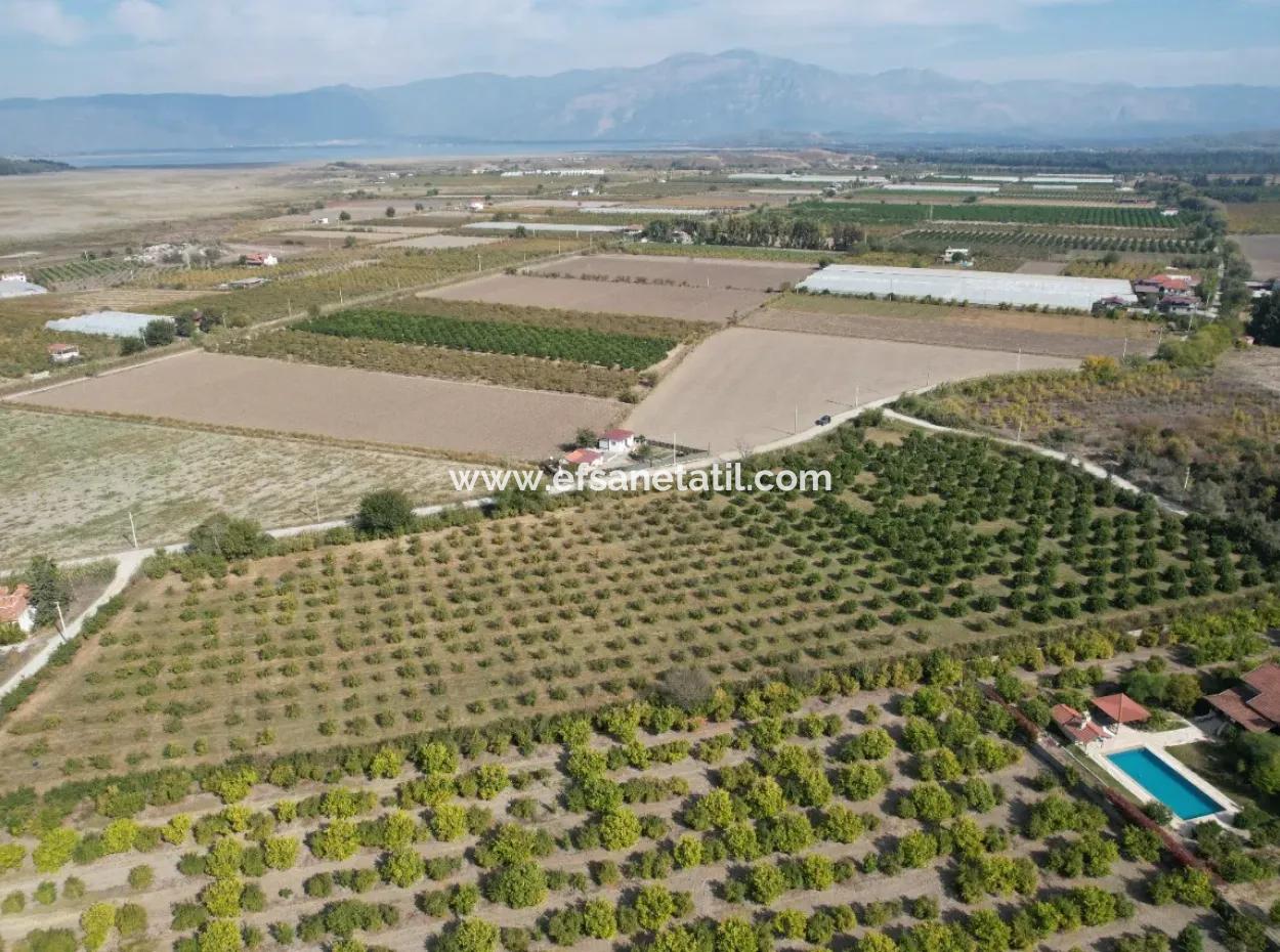 17.000 M2 Detached Pomegranate Garden For Sale In Ortaca Eskiköy