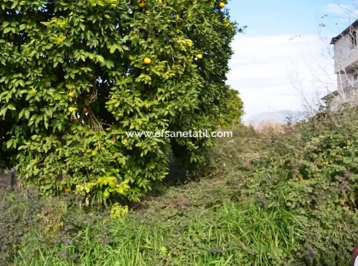 Commercial Zoned Bargain Land For Sale In Dalyan