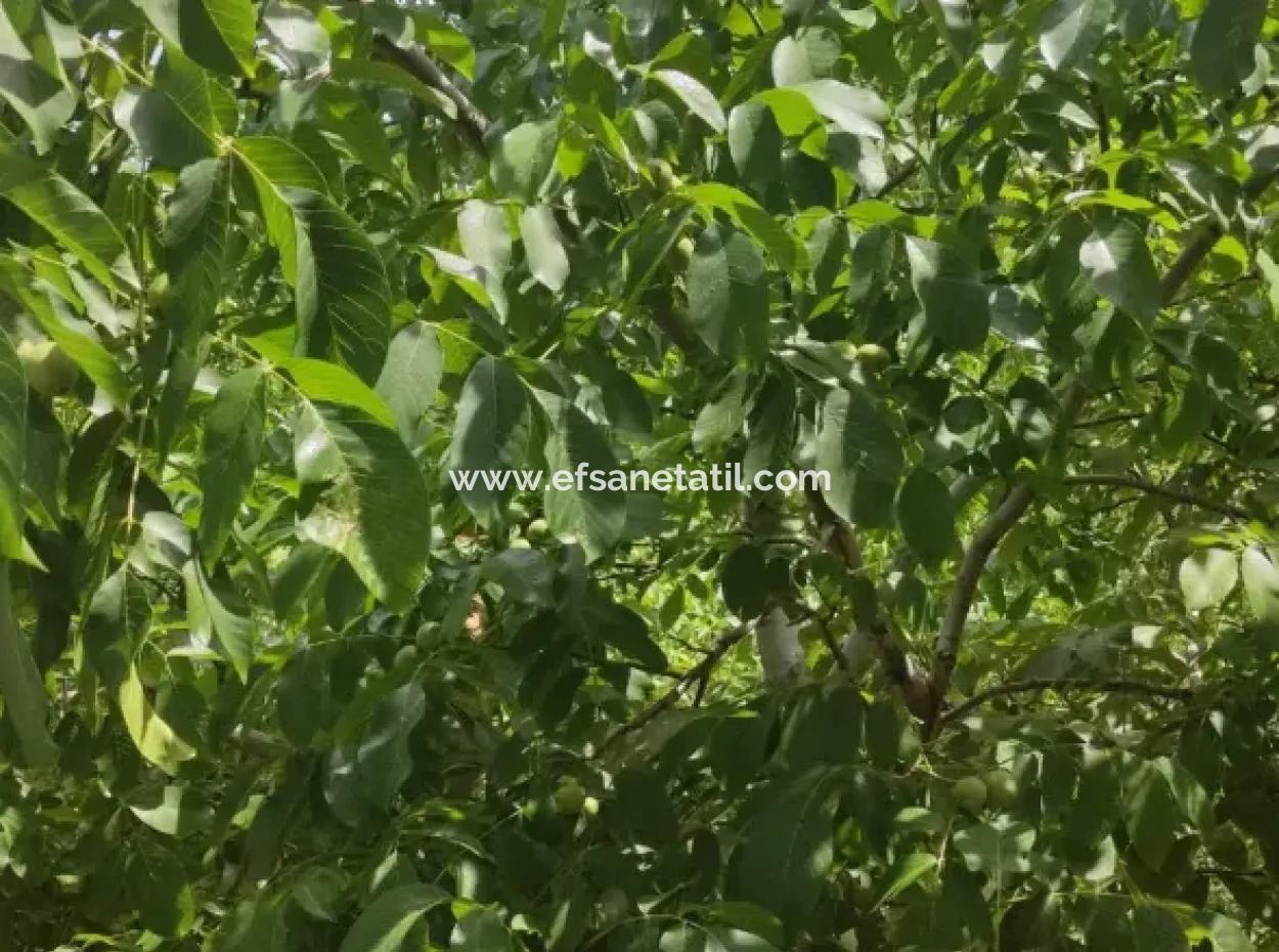 Stone Village House And 1042 M2 Detached Land For Sale On A 504 M2 Plot In Çameli, Cevizli