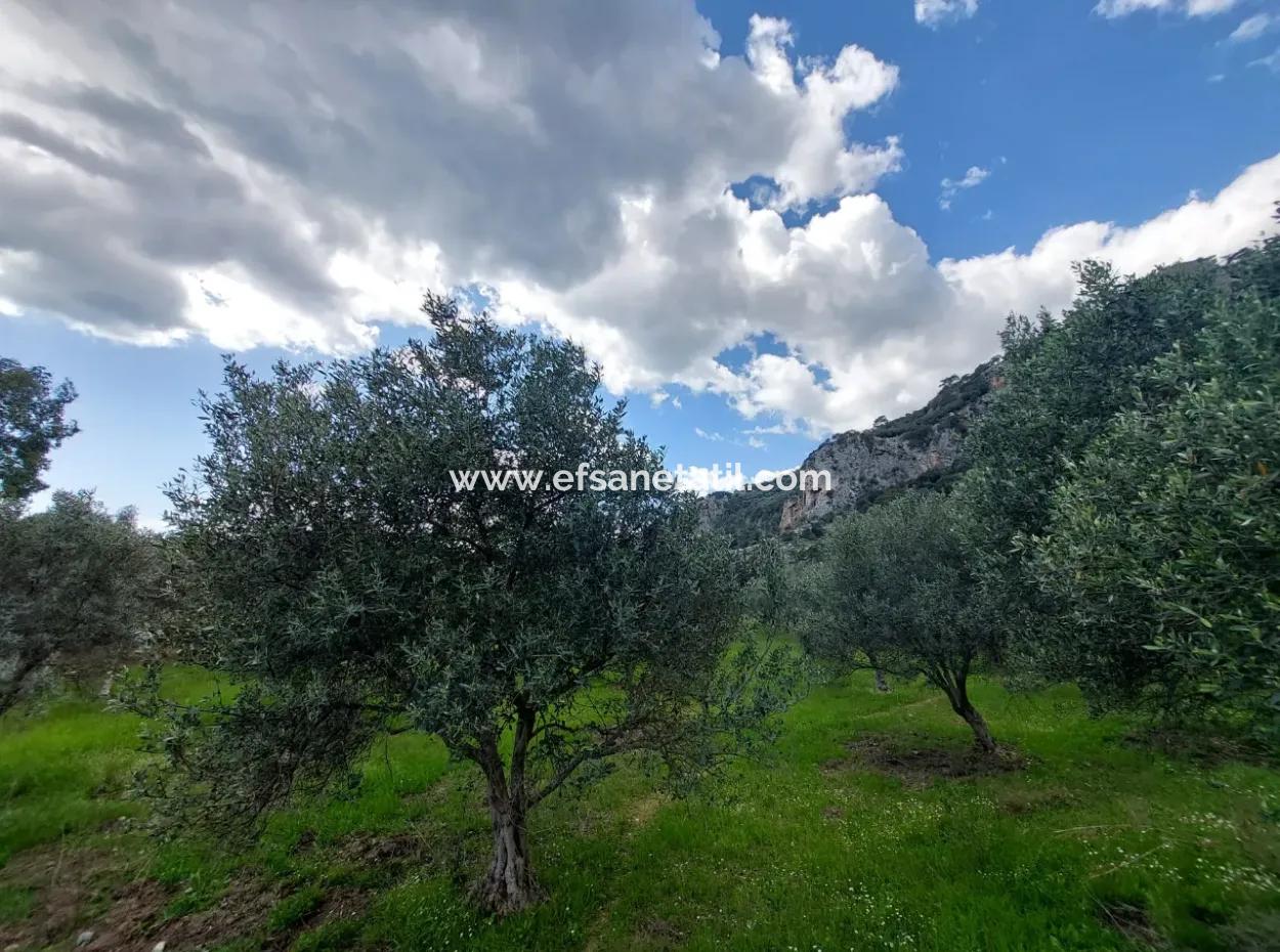 Muğla Köyceğiz Çandırda 3.750 M2 Land For Sale Close To Dalyan Canal