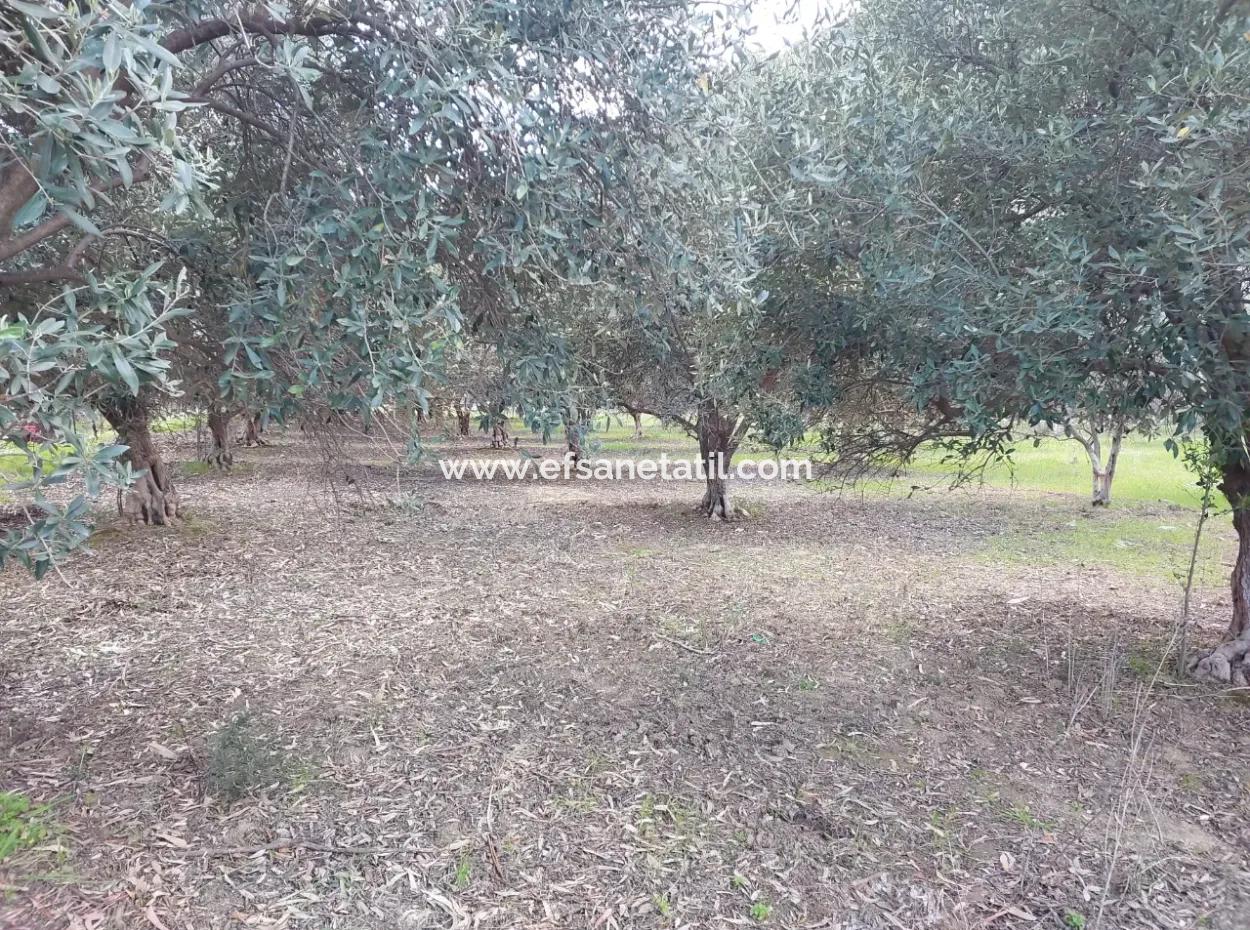 Muğla Köyceğiz Çandırda 3.750 M2 Land For Sale Close To Dalyan Canal