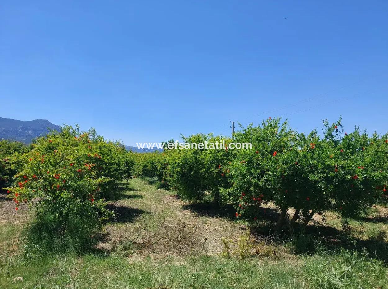 9.000 M2 Pomegranate Garden For Sale In Muğla Ortaca Eskiköy