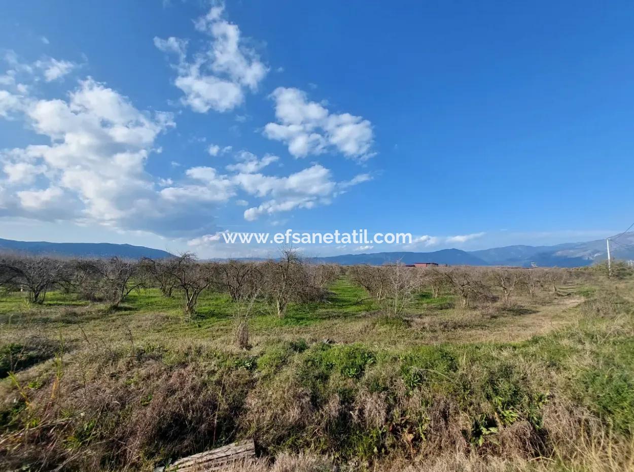 24.800 M2 Investment And Pomegranate Garden Suitable For Agricultural Loan For Sale In Ortaca Tepearası