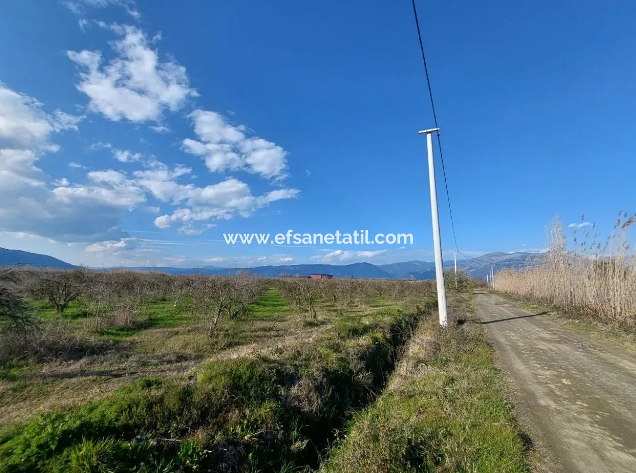 24.800 M2 Investment And Pomegranate Garden Suitable For Agricultural Loan For Sale In Ortaca Tepearası