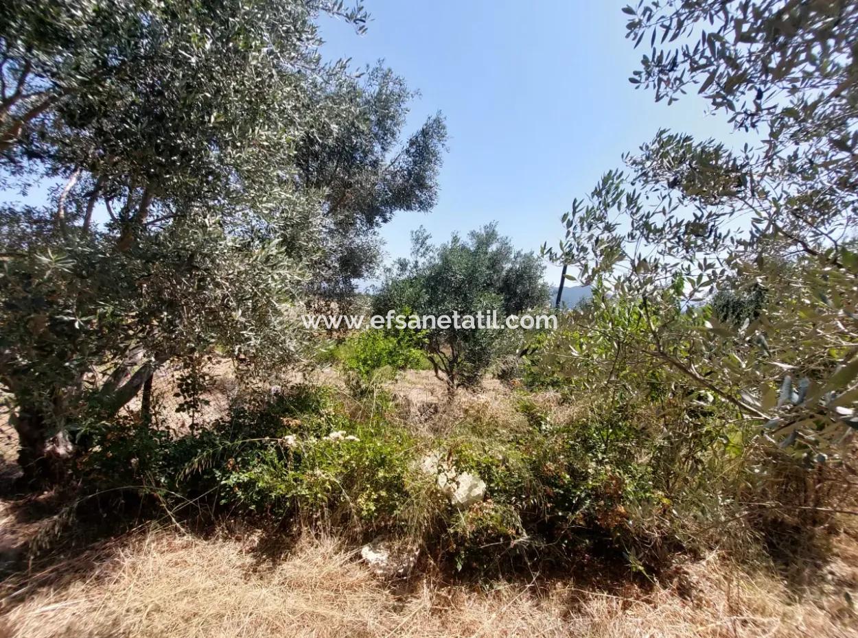 For Sale With A Numbered Building On 2.500M2 Treasury Land In Ortaca Eskiköy