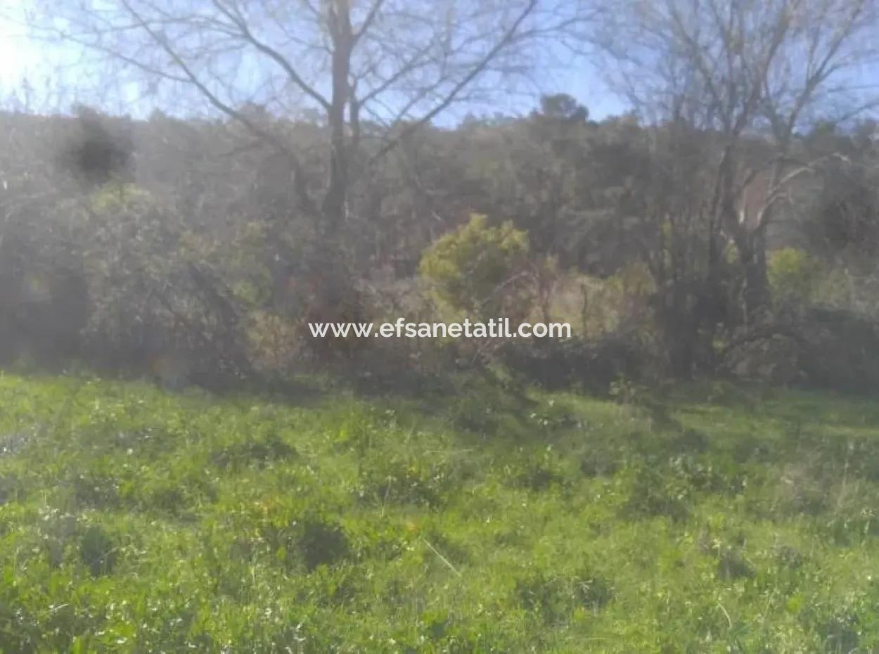 Land For Sale In Bargain Detached Zeytinalani