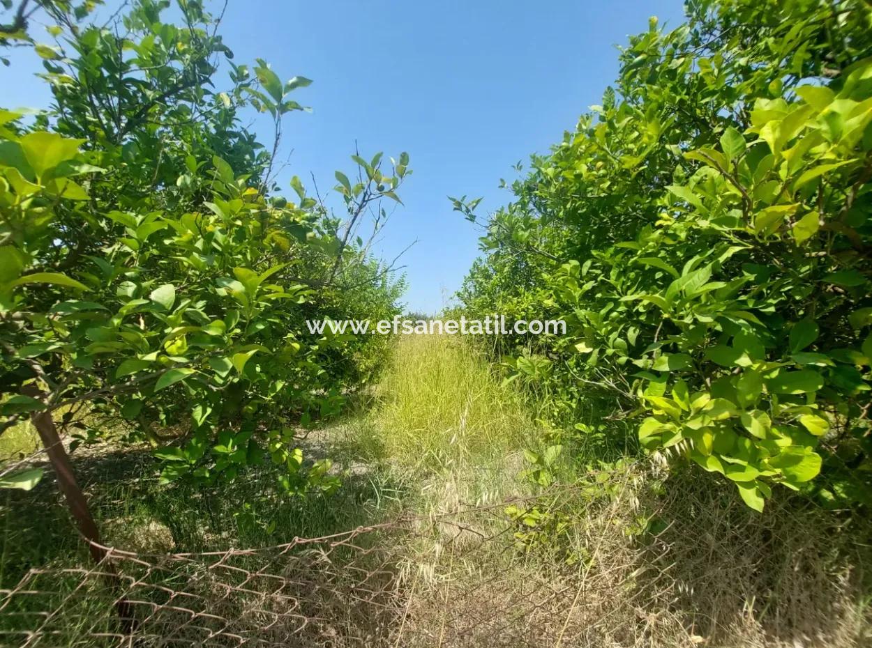 5.200 M² Lemon And Orange Garden For Rent In Dalyan, Muğla