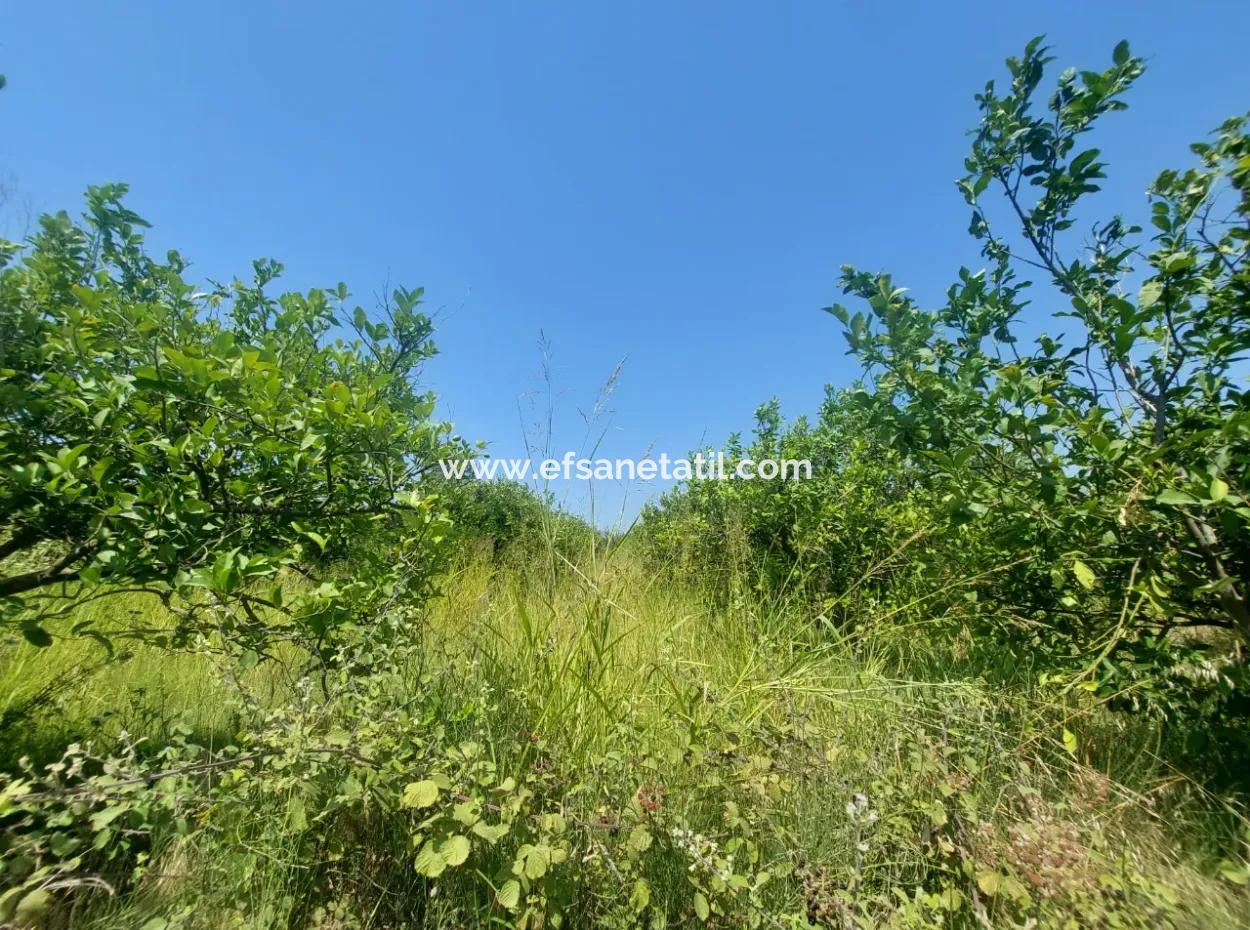 5.200 M² Lemon And Orange Garden For Rent In Dalyan, Muğla