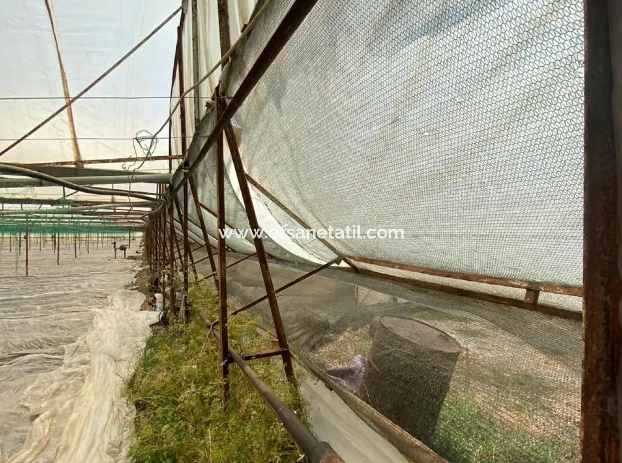 Detached House And Greenhouse For Sale In 5200 M2 Field In Ortaca Eskiköy