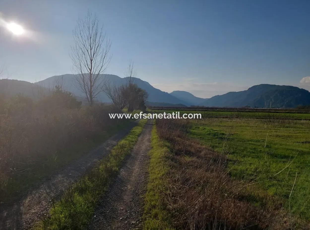 14.500 M² Fertile Land In Ortaca Güzelyurt For Long-Term Rental – Suitable For Animal Husbandry