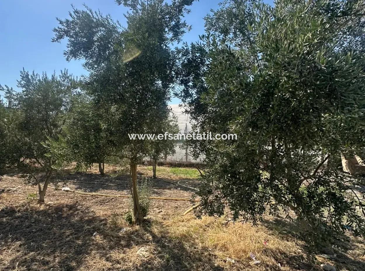 538 M2 Land For Sale In Ortaca Ekşiliyurt - 250 M2 Construction Permit