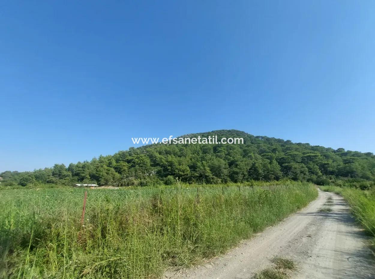 73,500 M² Pomegranate Garden Suitable For Investment In Ortaca Dalyan For Sale