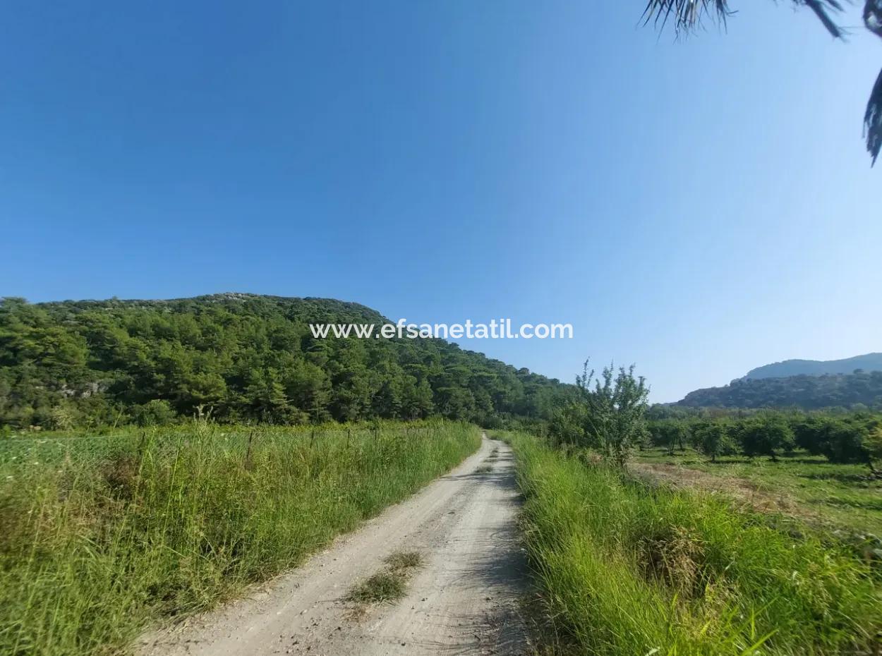 73,500 M² Pomegranate Garden Suitable For Investment In Ortaca Dalyan For Sale