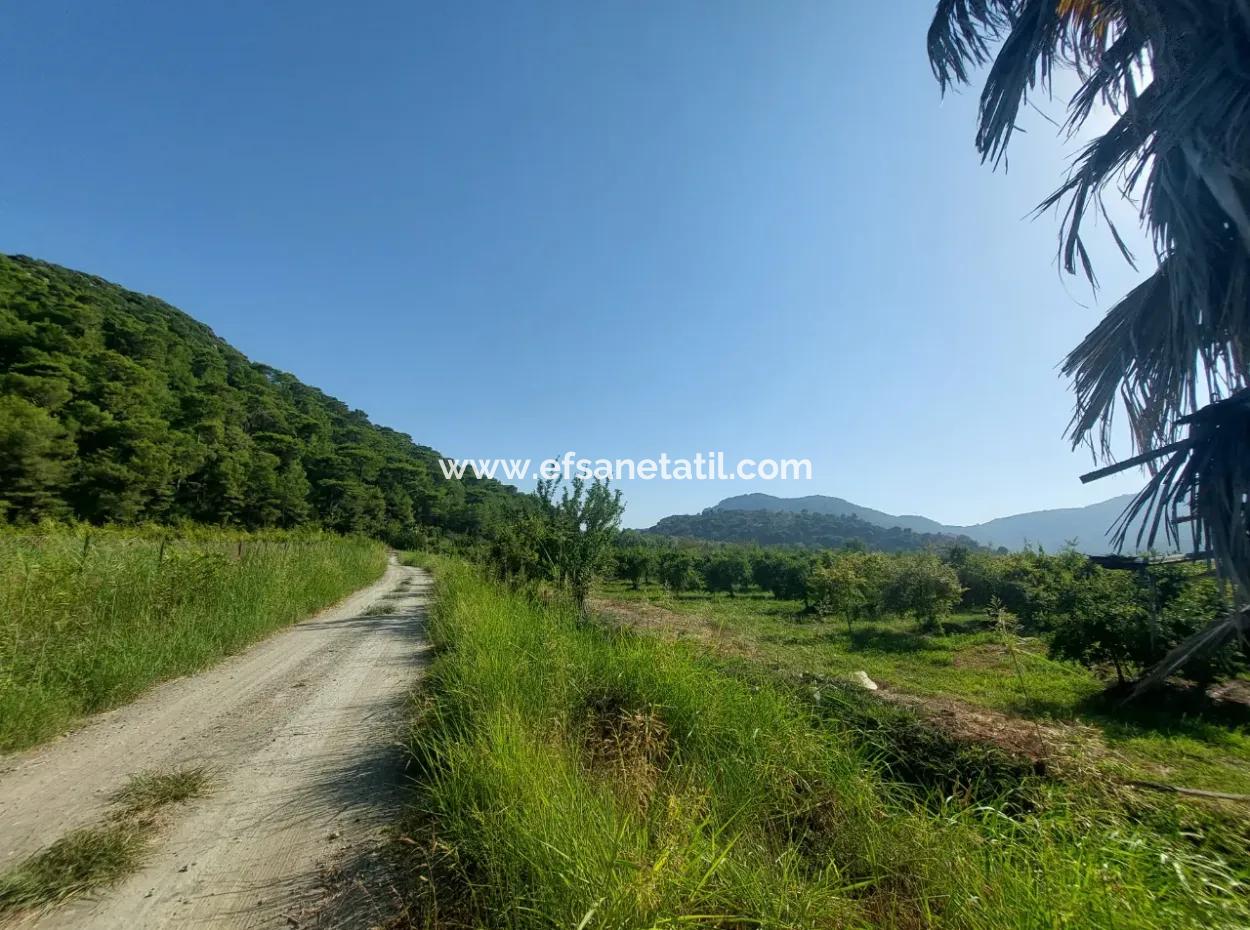 73,500 M² Pomegranate Garden Suitable For Investment In Ortaca Dalyan For Sale