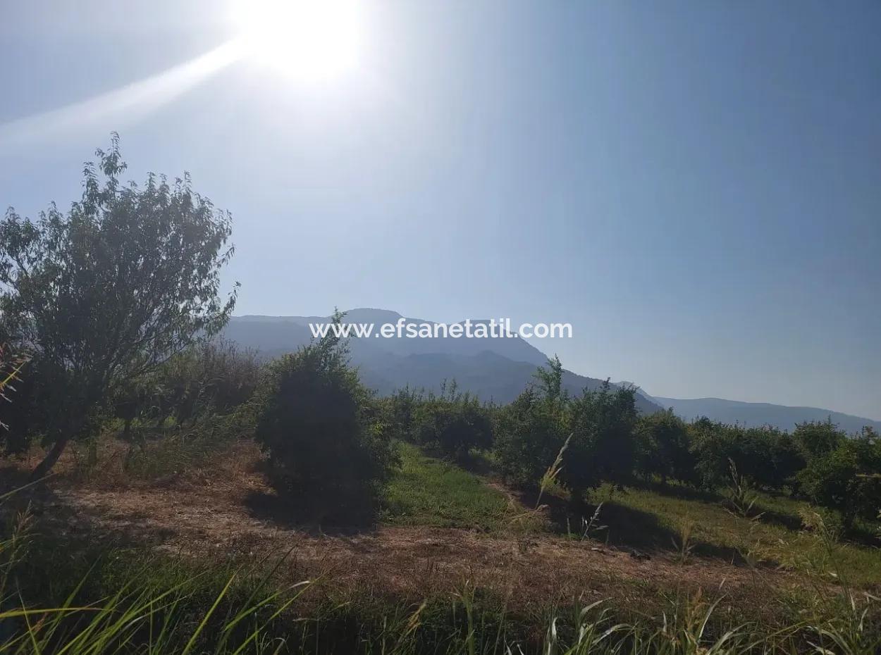 73,500 M² Pomegranate Garden Suitable For Investment In Ortaca Dalyan For Sale